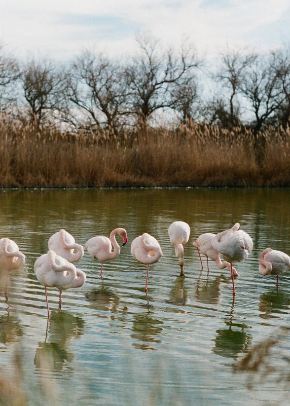 Arles & Camargue Travel Guide from A WEEK ABROAD at Edito boutique